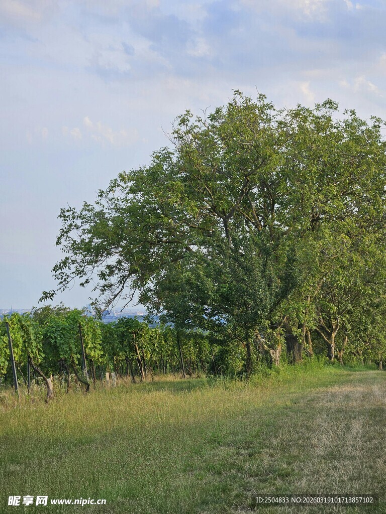 乡村田野间的茂盛大树