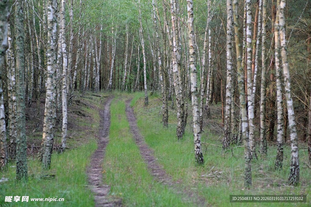 林间小道 漫步自然之境