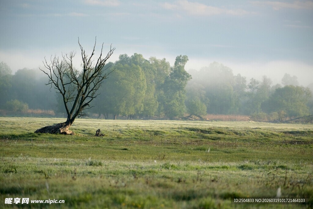 旷野孤树 晨雾中的静谧景象