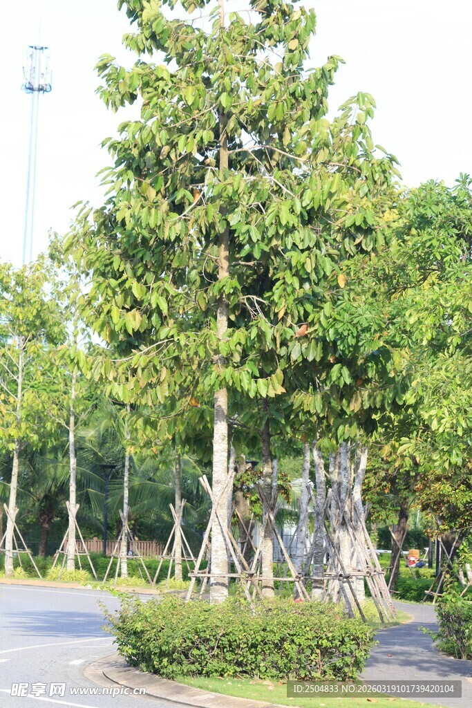 道路旁葱郁的绿树景观