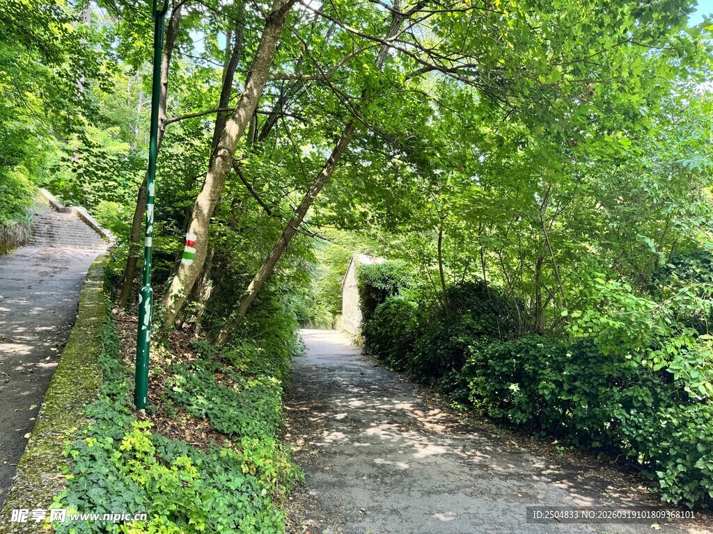 林间幽静小道 绿意盎然