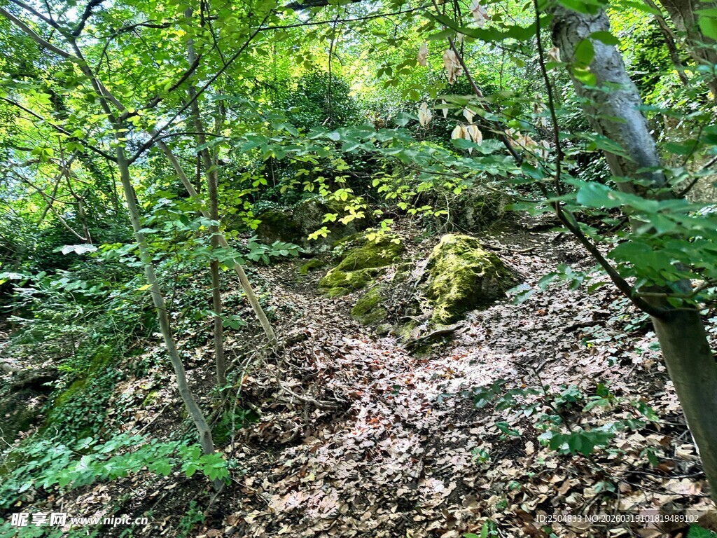 林间小径 绿意与落叶交织