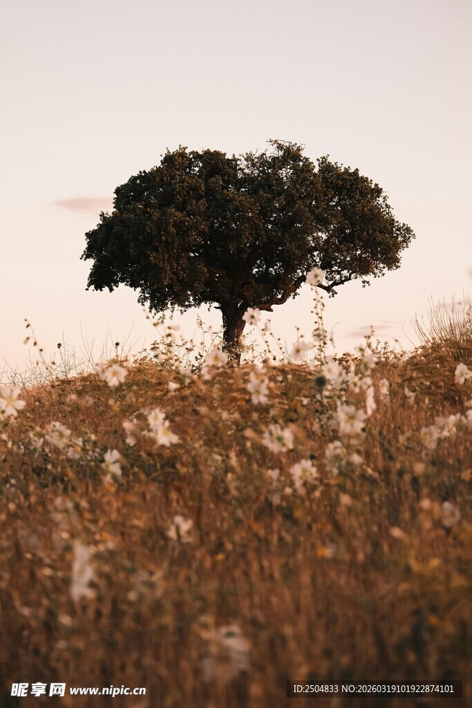孤树屹立于荒野之上