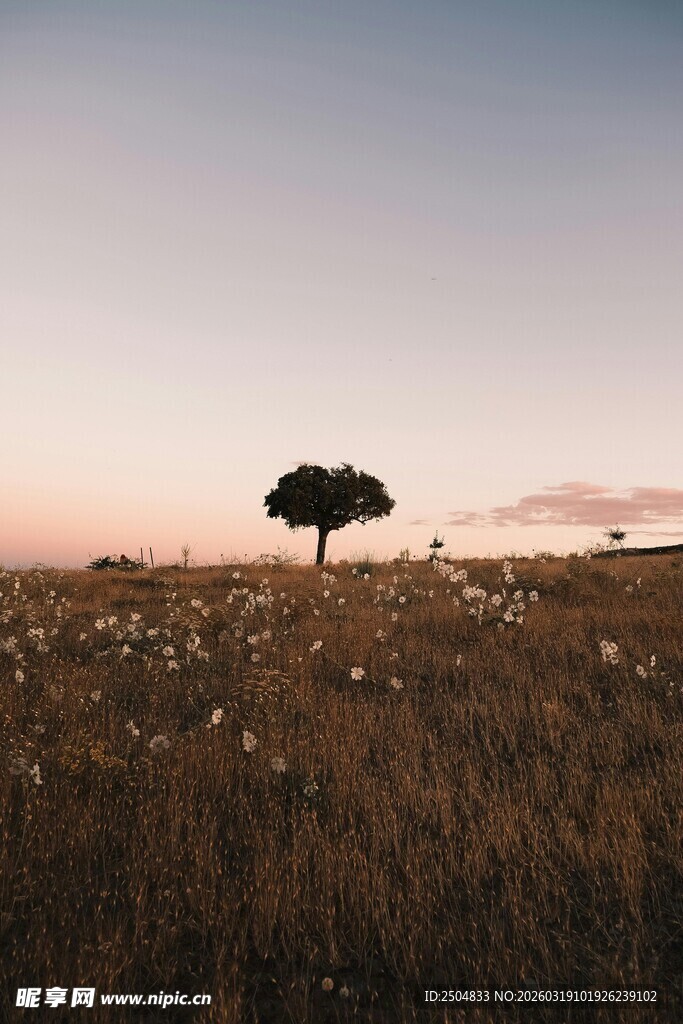 旷野孤树 日暮下的静谧风景