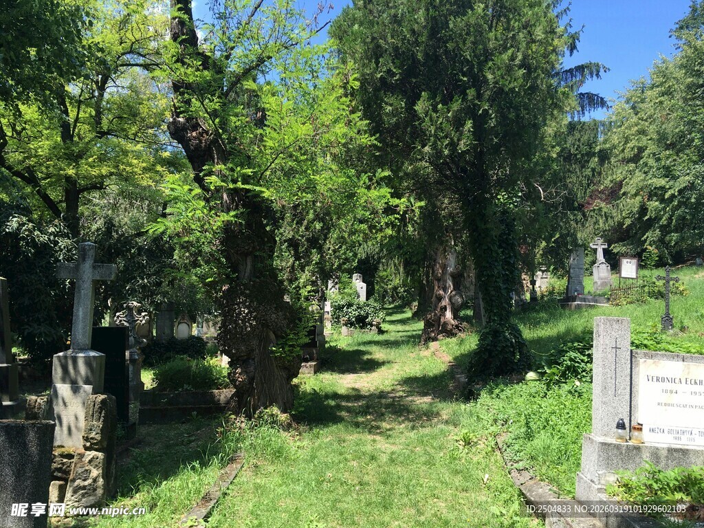 林间小径 绿意盎然的自然