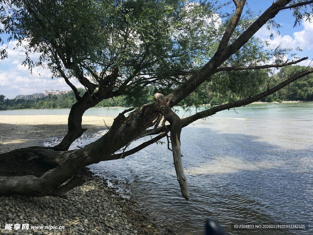 岸边歪树垂入平静湖水