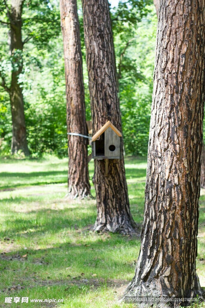 林间树旁的精致小鸟屋