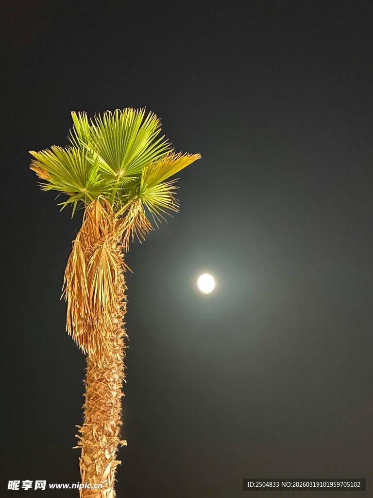 月夜下的孤独棕榈树
