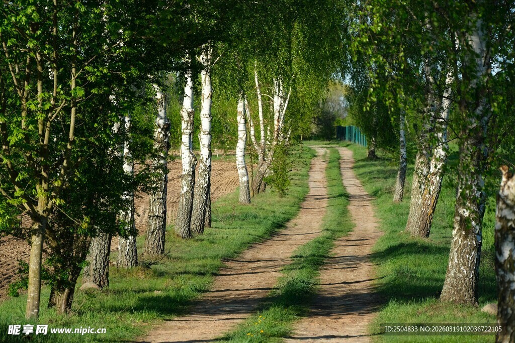 林间小径 绿意盎然的风景