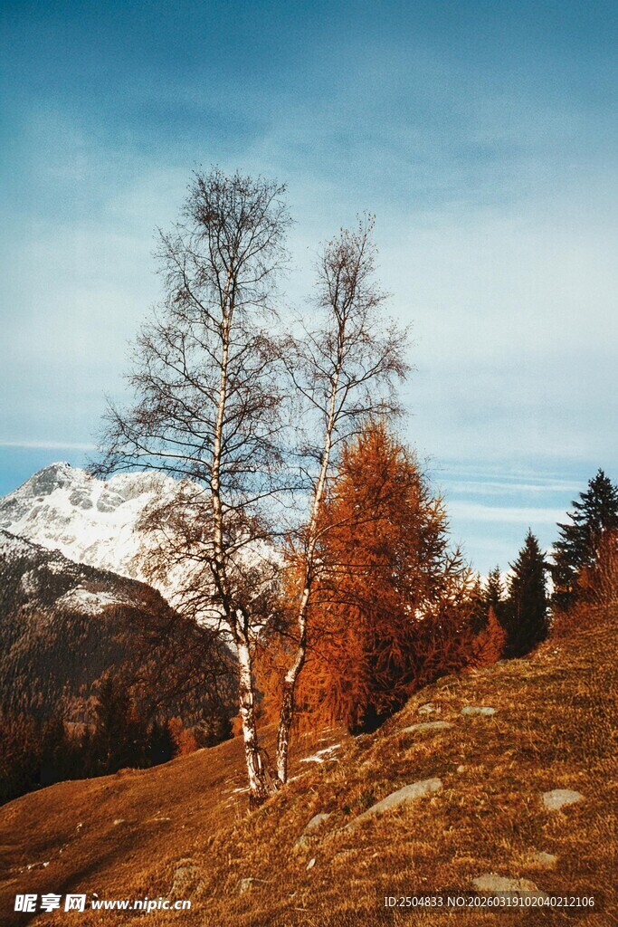 秋日山间孤树与远雪山景