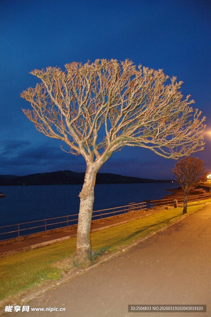 夜晚路旁的光秃艺术树