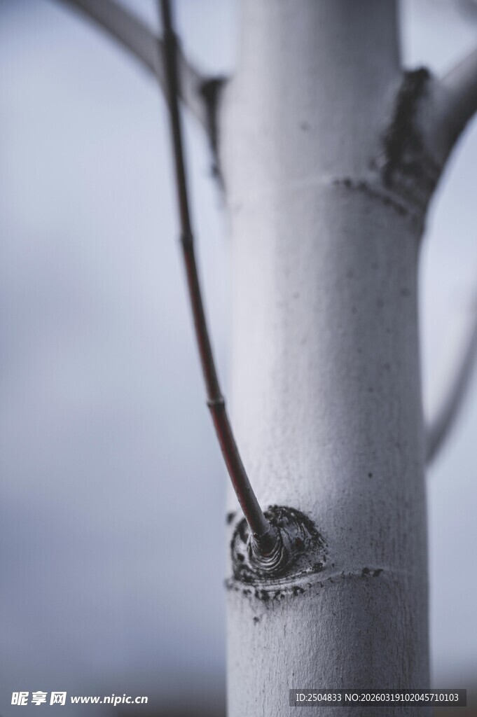白桦树枝干特写