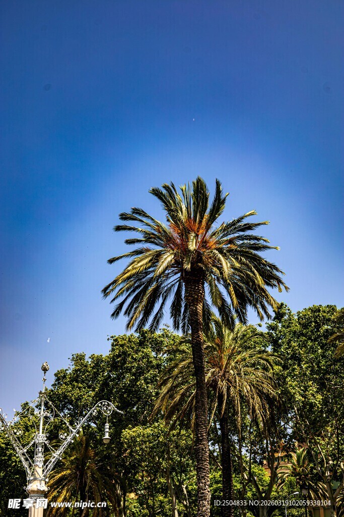 蓝天映衬下的高大棕榈树