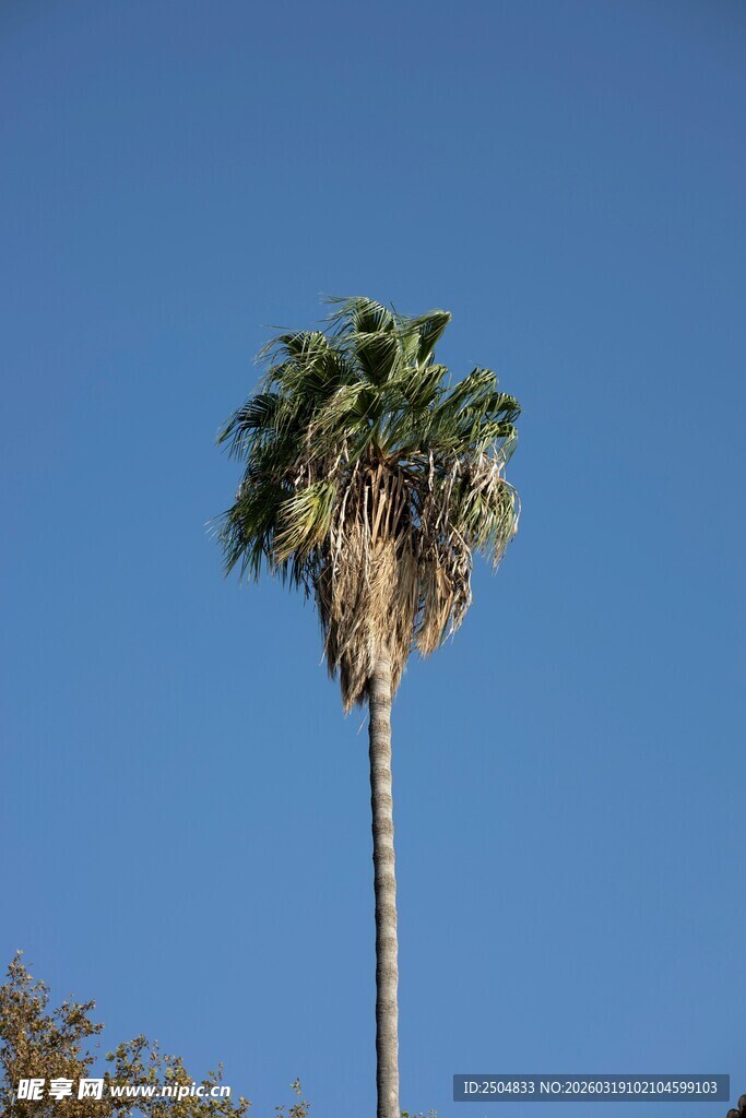 蓝天映衬下的单棵棕榈树