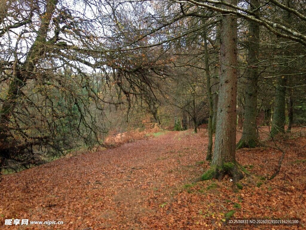 秋日林间小道美景