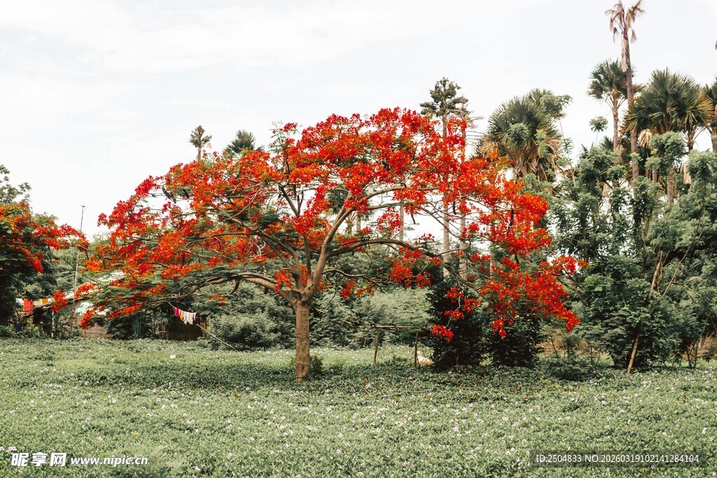 火红凤凰树绽放于草地
