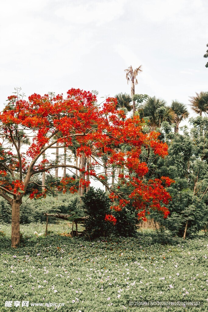 火红凤凰树绽放于草地