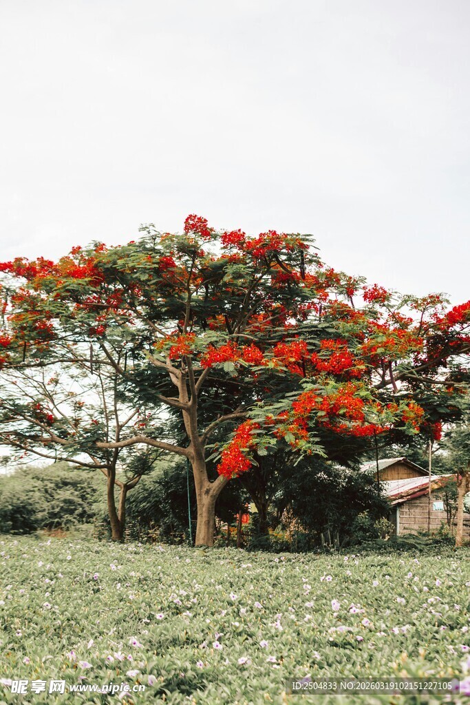 火红凤凰树绽放于绿野