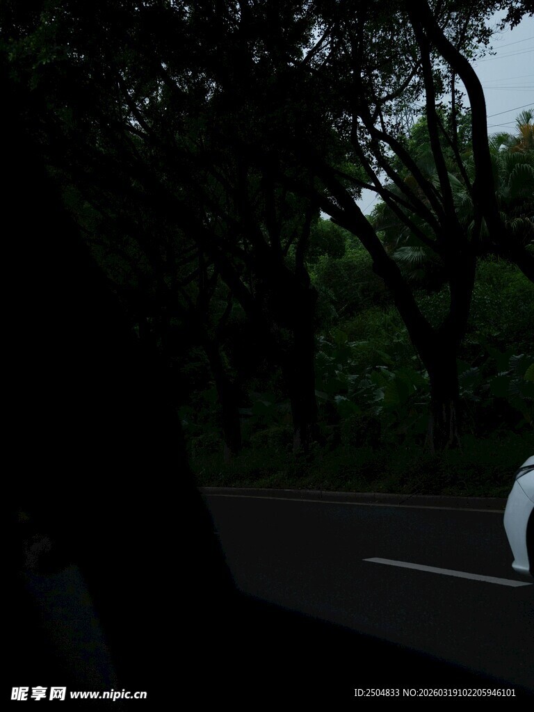 林间公路上的白色身影