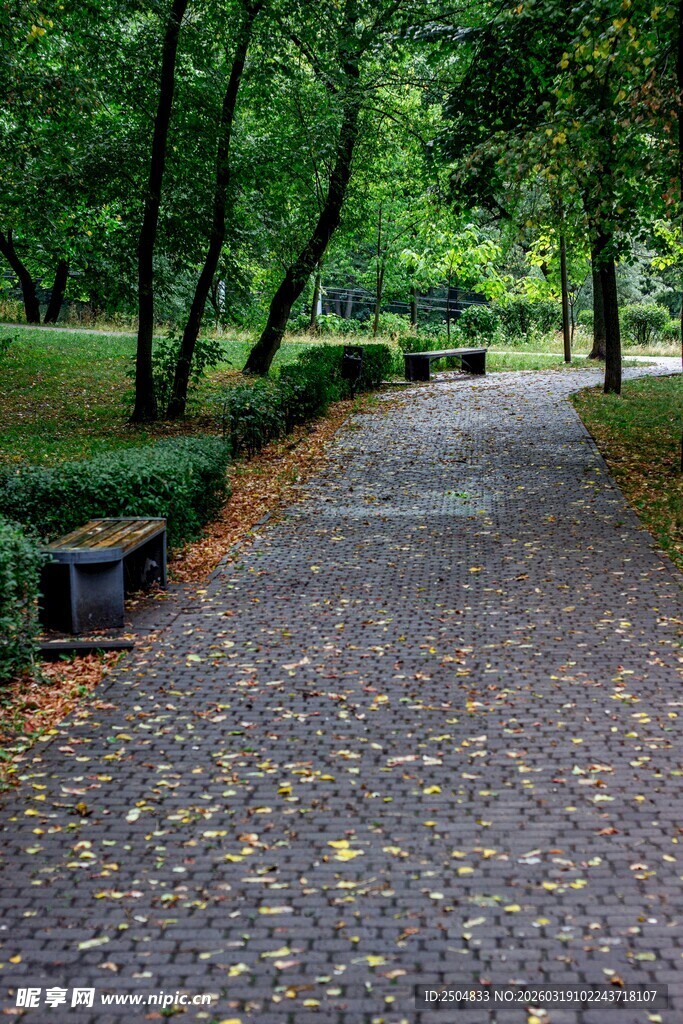 林间静谧小径 秋景初现