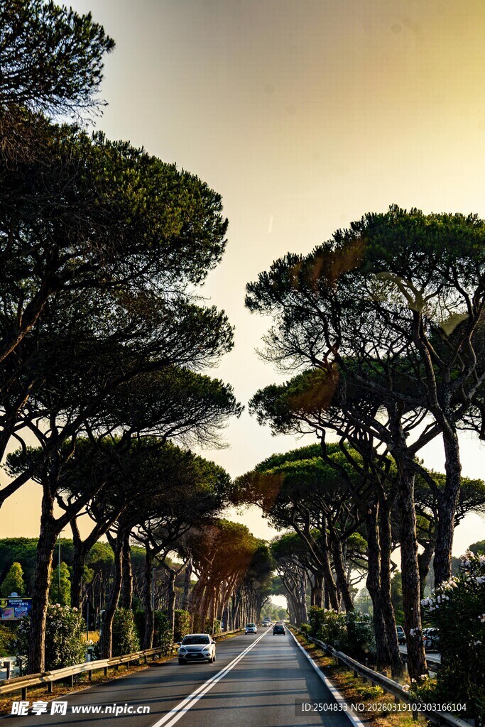 林荫大道的静谧风光