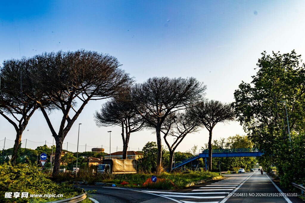 道路旁造型独特的树木景观