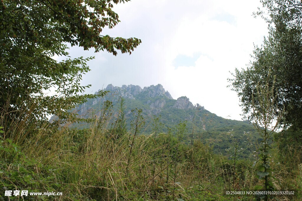 山间草木与远处山峦景色
