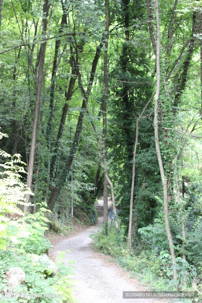 林间蜿蜒小径
