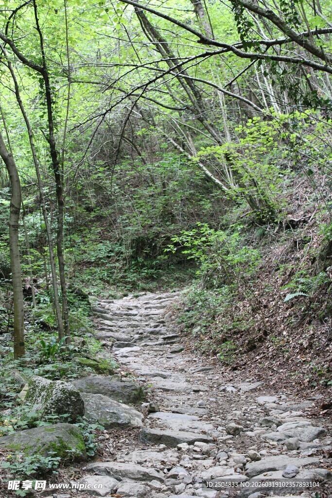 山间小径 绿意盎然