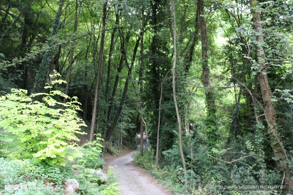 林间幽径 邂逅自然绿意