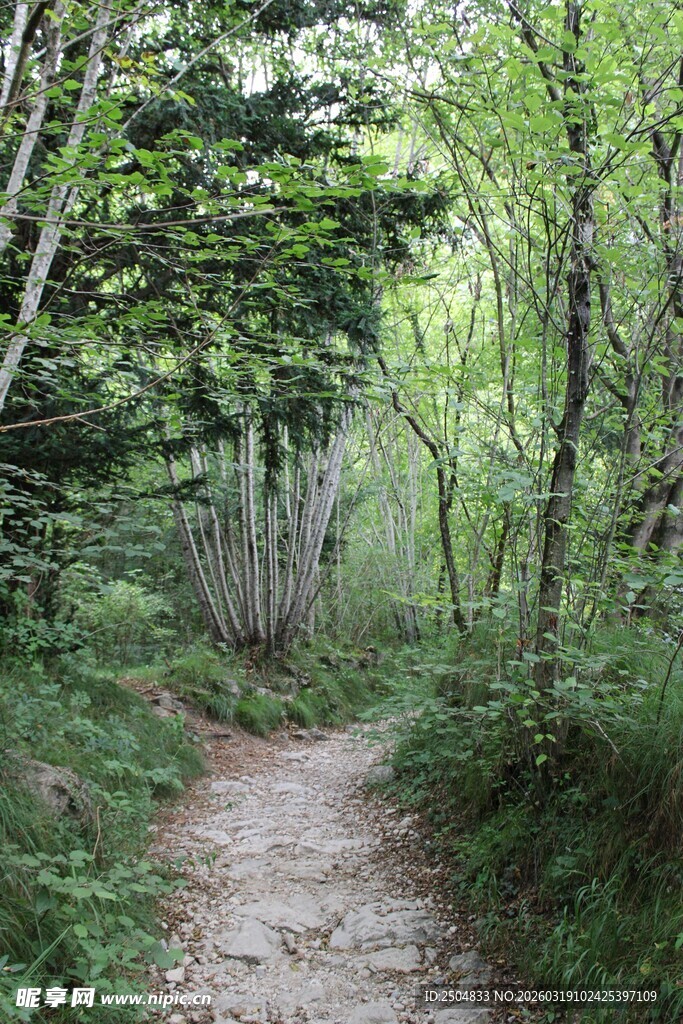 林间小径 漫步自然之境