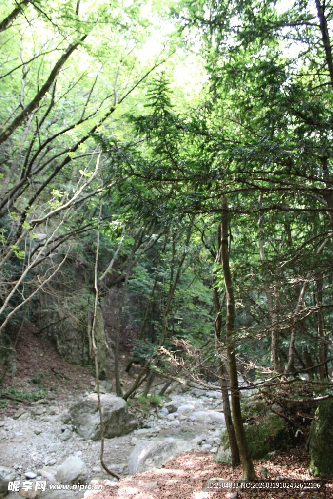 林间溪流 绿意盎然的自然景