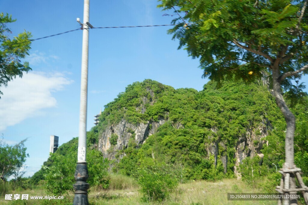 乡村自然风景中的电杆与树木