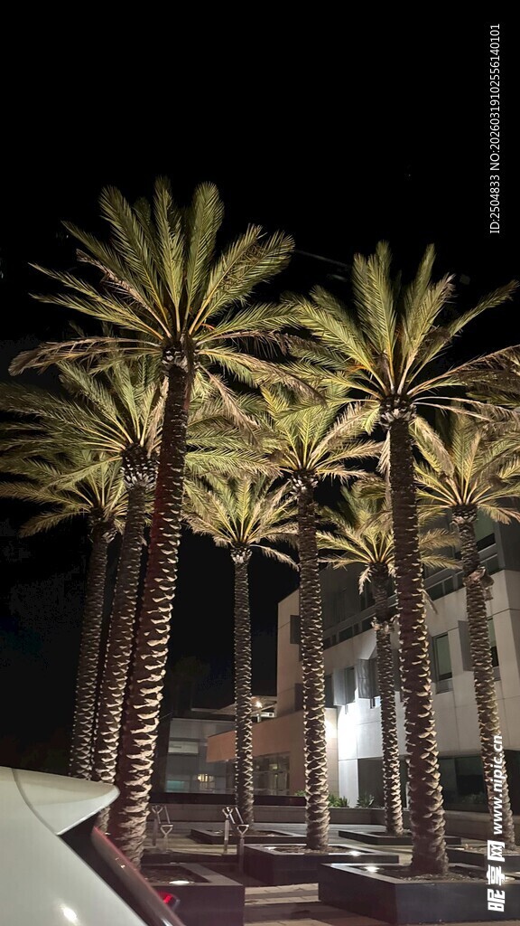 夜晚下的高大棕榈树景观