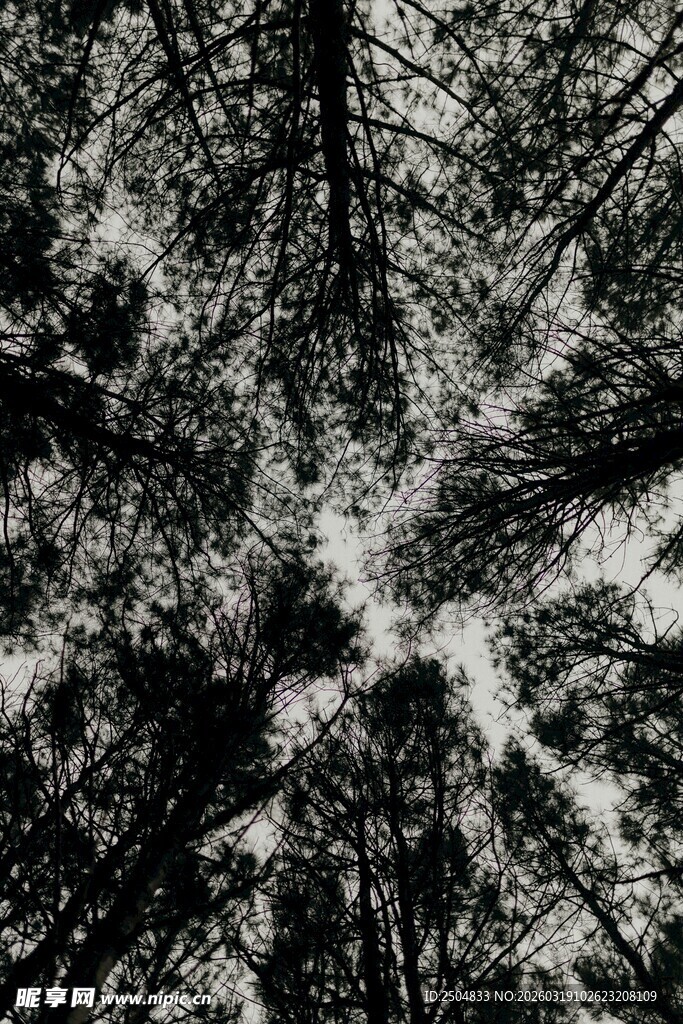 仰视下的茂密树林景观