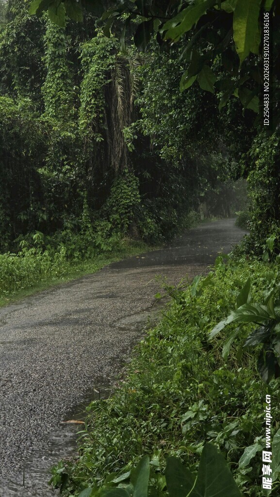 林间湿径 绿意盎然
