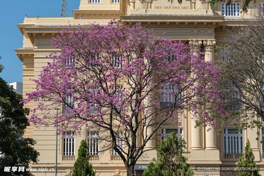 古典建筑旁的绚烂紫花树