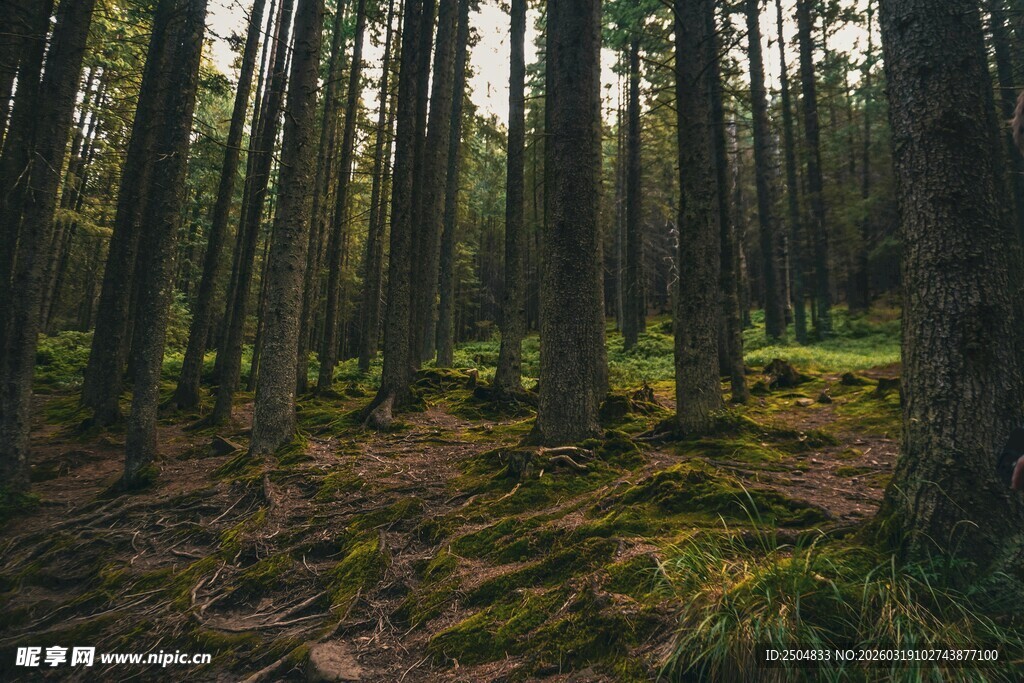 静谧森林 阳光洒落林间