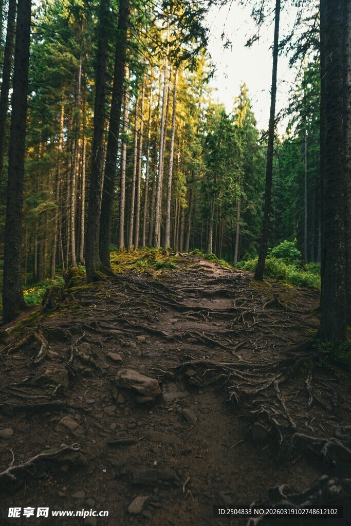 林间小径 漫步自然之境