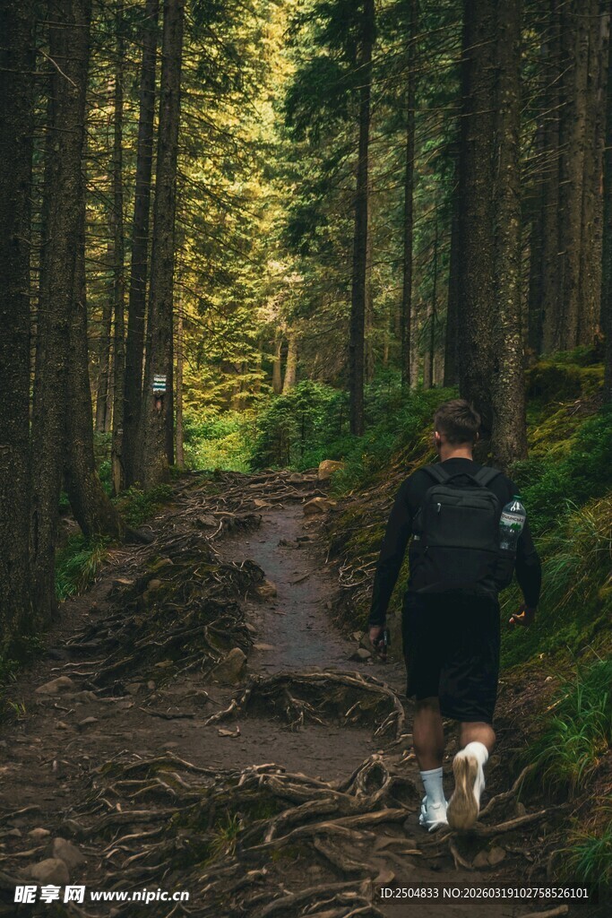 徒步者穿行于茂密森林中