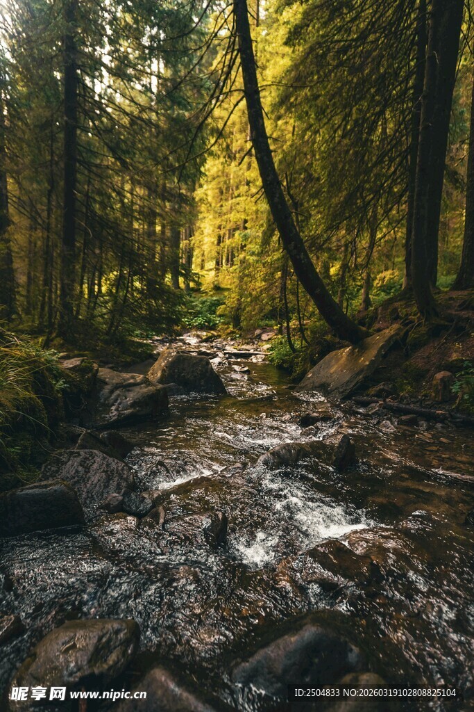 林间溪流 光影洒落之景