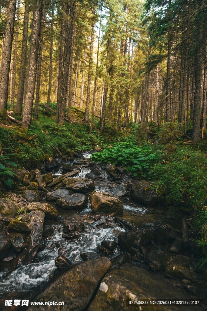 林间小溪 静谧自然之景