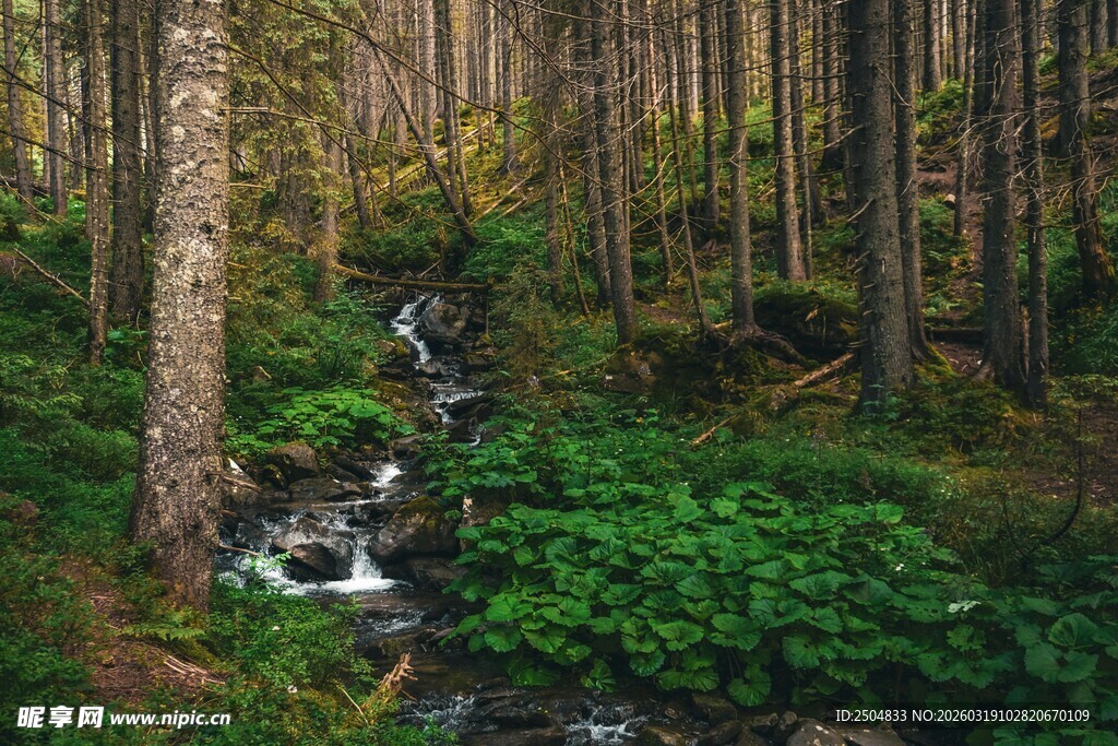 森林中的潺潺溪流