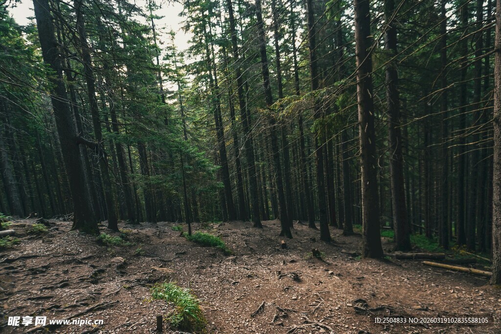 静谧森林中的自然景象