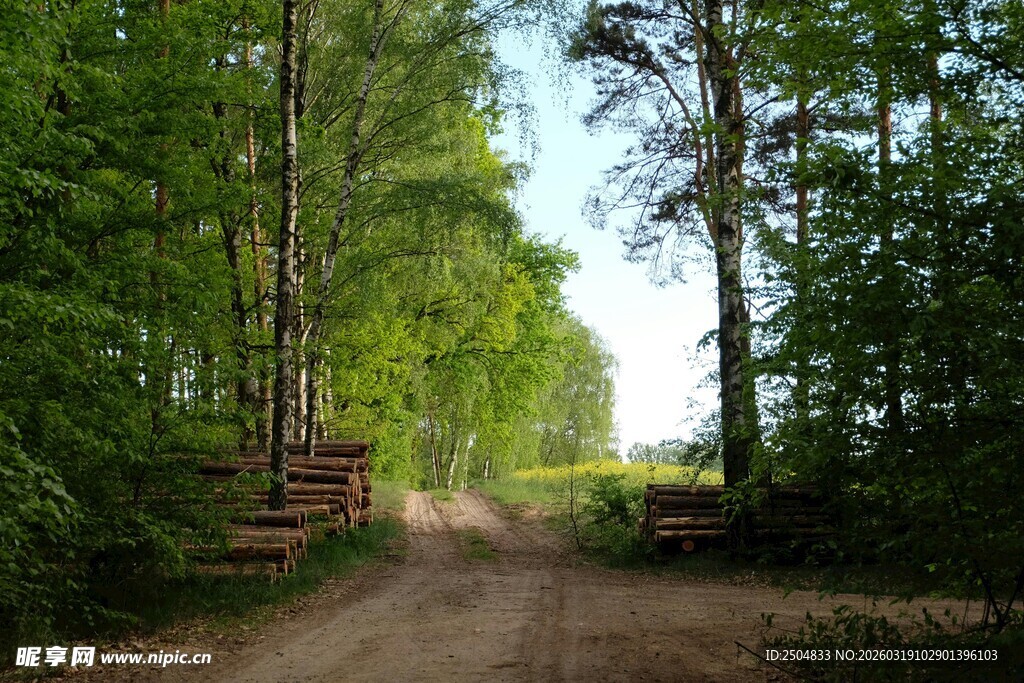 林间土路 绿意盎然的景致