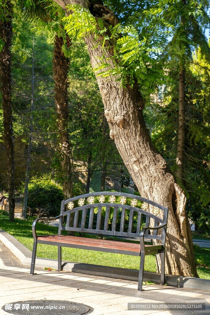 公园长椅旁的倾斜大树