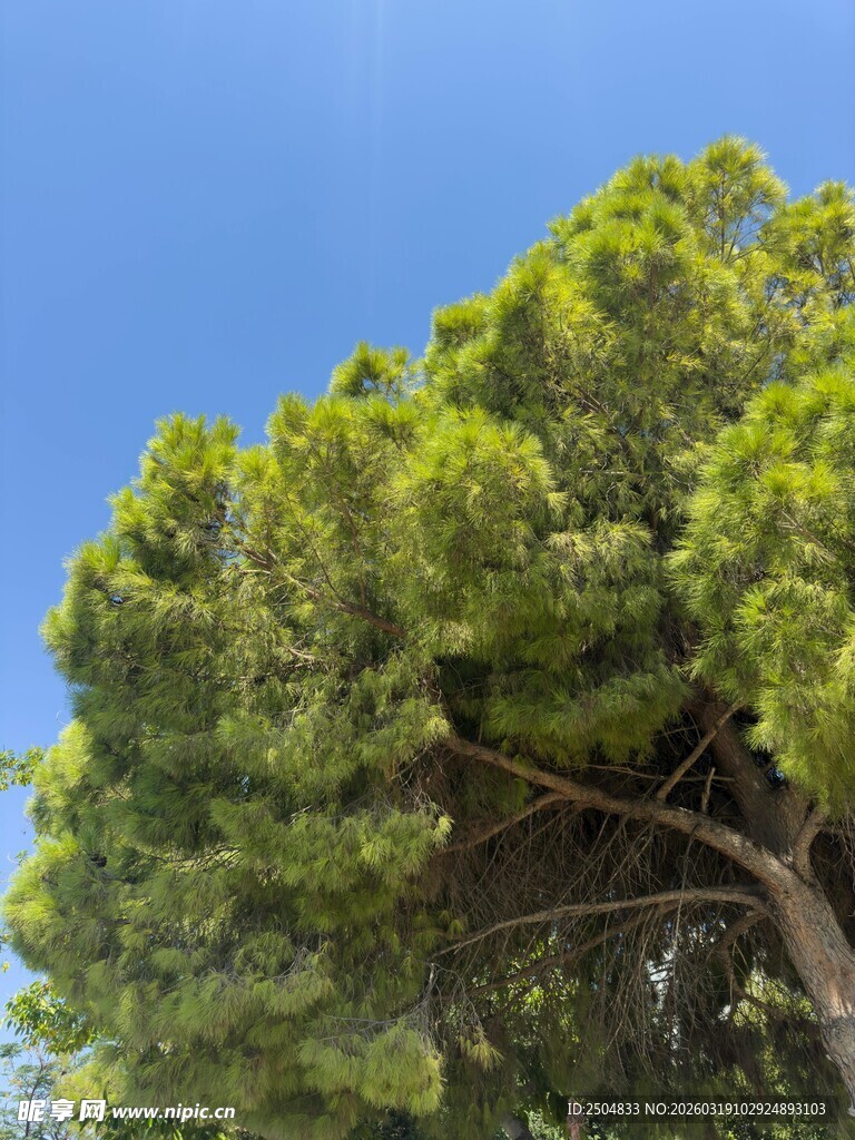 挺拔松树 蓝天映衬绿意浓