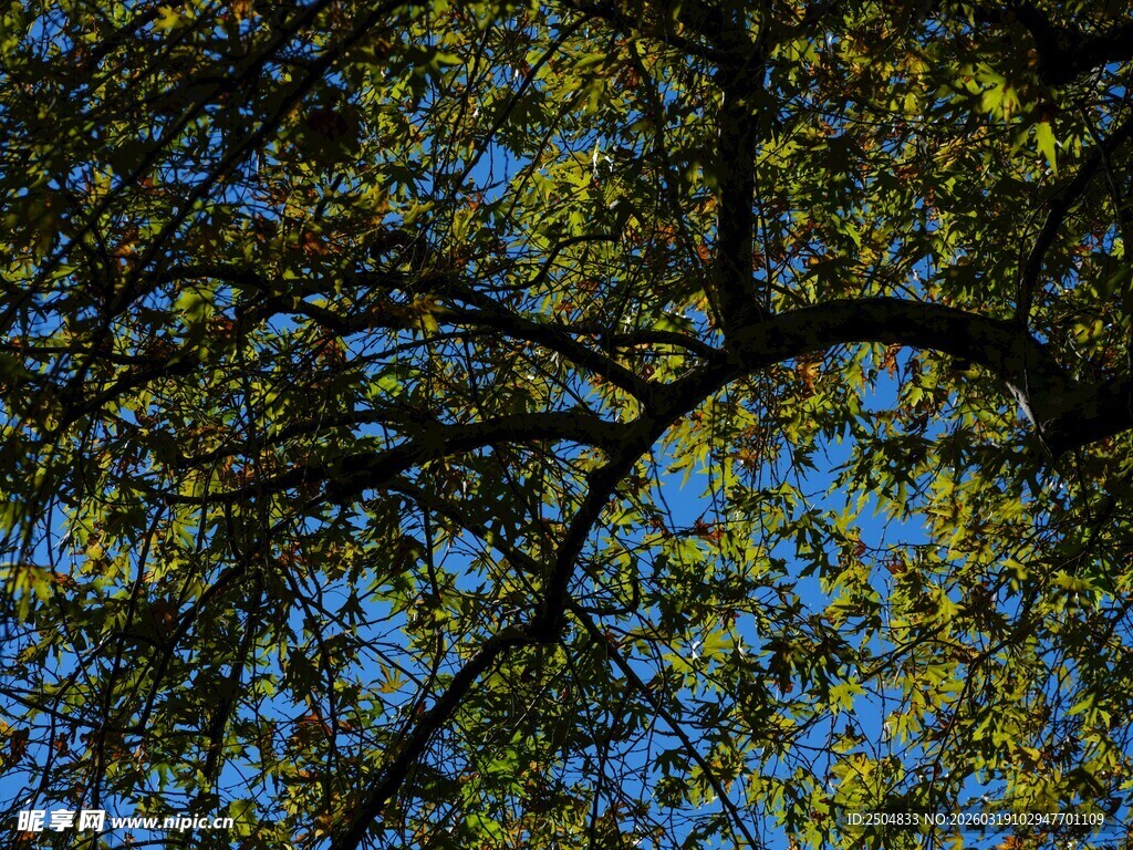 仰观枝叶间的斑斓秋色