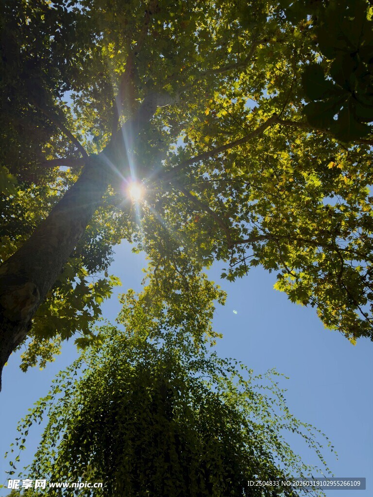 阳光透过树叶洒下的美景