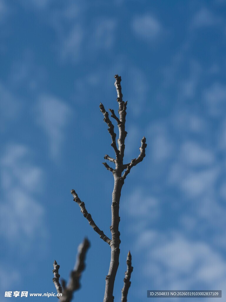 蓝天映衬下的光秃树枝